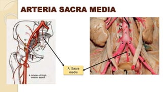 ARTERIA SACRA MEDIA
A. Sacra
media
 