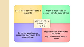 Son la iliaca común derecha e
izquierda
Irrigan la mayoría de las
viceras , pared y suelo pélvico
Da ramas que discurren
paralelas a los nervios de la
región glútea.
Irrigan también Estructuras
del periné
Tejidos eréctiles (clítoris y
pene)
ARTERIAS DE LA
PELVIS Y EL
PERINÉ
 