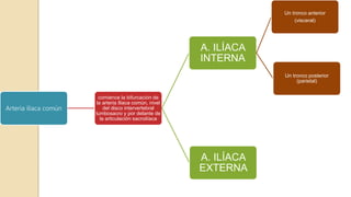 Arteria iliaca común
comience la bifurcación de
la arteria Iliaca común, nivel
del disco intervertebral
lumbosacro y por delante de
la articulación sacroilíaca
A. ILÍACA
INTERNA
Un tronco anterior
(visceral)
Un tronco posterior
(parietal)
A. ILÍACA
EXTERNA
 