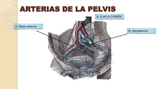 A. ILIACA COMÚN
A. Iliaca externa
A. hipogástrica
ARTERIAS DE LA PELVIS
 