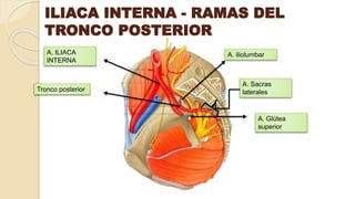 ILIACA INTERNA - RAMAS DEL
TRONCO POSTERIOR
A. iliolumbar
A. Sacras
laterales
A. Glútea
superior
Tronco posteri
A. ILIACA
INTERNA
Tronco posterior
A. ILIACA
INTERNA
 