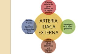 ARTERIA
ILIACA
EXTERNA
Es una
arteria de
gran
calibre en
la región
pélvica
Se origina
el la iliaca
primitiva
Lleva
sangre a la
pared
abdominal
y al
miembro
inferior
Ramas:
A. Uretra
A.
Epigástrica
A. Circunfleja
iliaca
A. Femoral
 