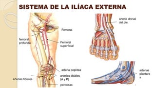SISTEMA DE LA ILÍACA EXTERNA
Femoral
peroneas
femoral
profunda
arterias tibiales
arteria dorsal
del pie
arterias
plantare
s
arteria poplítea
Femoral
superficial
arterias tibiales
(A y P)
 