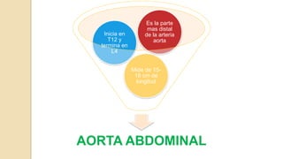 AORTA ABDOMINAL
Mide de 15-
18 cm de
longitud
Inicia en
T12 y
termina en
L4
Es la parte
mas distal
de la arteria
aorta
 