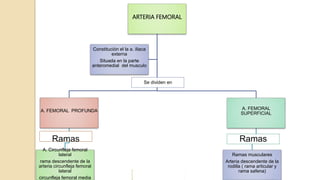 ARTERIA FEMORAL
A. FEMORAL PROFUNDA
Ramas
A. Circunfleja femoral
lateral
rama descendente de la
arteria circunfleja femoral
lateral
circunfleja femoral media
A. FEMORAL
SUPERFICIAL
Ramas
Ramas musculares
Arteria descendente de la
rodilla ( rama articular y
rama safena)
Constitución el la a. iliaca
externa
Situada en la parte
anteromedial del musculo
Se dividen en
 