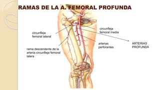 RAMAS DE LA A. FEMORAL PROFUNDA
arterias
perforantes
circunfleja
femoral media
rama descendente de la
arteria circunfleja femoral
latera
circunfleja
femoral lateral
ARTERIAS
PROFUNDA
 