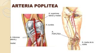 ARTERIA POPLITEA
A. superiores
lateral y medial.
A. surales
A. media de la
rodilla
A. Inferiores
lateral y
medial.
A.
POPLÍTEA
 