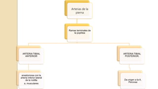 Arterias de la
pierna
Ramas terminales de
la poplítea
ARTERIA TIBIAL
ANTERIOR
anastomosa con la
arteria inferior lateral
de la rodilla
a. musculares
ARTERIA TIBIAL
POSTERIOR.
Da origen a la A.
Peronea
 