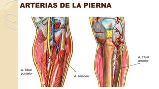 A. Tibial
posterior
A. Tibial
anterior
ARTERIAS DE LA PIERNA
A. Peronea
 
