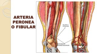 PERFORANTE
PERONEA ANTERIOR
M.LATE O
P.POSTER
ARTERIA
PERONEA
O FIBULAR
 