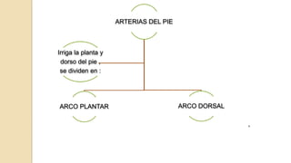 ARTERIAS DEL PIE
ARCO PLANTAR ARCO DORSAL
,
Irriga la planta y
dorso del pie ,
se dividen en :
 