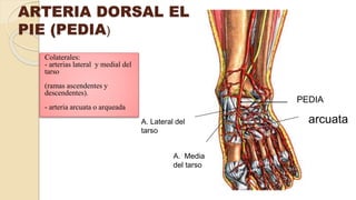 ARTERIA DORSAL EL
PIE (PEDIA)
Colaterales:
- arterias lateral y medial del
tarso
(ramas ascendentes y
descendentes).
- arteria arcuata o arqueada
PEDIA
arcuataA. Lateral del
tarso
A. Media
del tarso
 