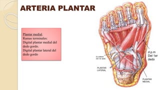 Plantar medial.
Ramas terminales:
Digital plantar medial del
dedo gordo.
Digital plantar lateral del
dedo gordo
PLANTAR
MEDIAL
PLANTAR
LATERAL
d.p.m
Del 1er
dedo
D.p.lateral
Del 1er dedo
ARTERIA PLANTAR
 