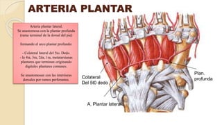 A. Plantar lateral
Plan.
profundaColateral
Del 5t0 dedo
ARTERIA PLANTAR
Arteria plantar lateral.
Se anastomosa con la plantar profunda
(rama terminal de la dorsal del pie)
formando el arco plantar profundo:
- Colateral lateral del 5to. Dedo.
- la 4ta, 3ra, 2da, 1ra, metatarsianas
plantares que terminan originando
digitales plantares comunes.
Se anastomosan con las interóseas
dorsales por ramos perforantes.
 