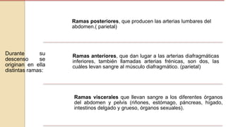 Durante su
descenso se
originan en ella
distintas ramas:
Ramas posteriores, que producen las arterias lumbares del
abdomen.( parietal)
Ramas anteriores, que dan lugar a las arterias diafragmáticas
inferiores, también llamadas arterias frénicas, son dos, las
cuáles levan sangre al músculo diafragmático. (parietal)
Ramas viscerales que llevan sangre a los diferentes órganos
del abdomen y pelvis (riñones, estómago, páncreas, hígado,
intestinos delgado y grueso, órganos sexuales).
 