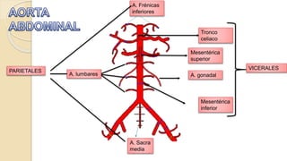 Tronco
celiaco
Mesentérica
superior
A. gonadal
A. Frénicas
inferiores
A. Sacra
media
Mesentérica
inferior
A. lumbares
VICERALES
PARIETALES
 