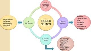 TRONCO
CELIACO
parte de la
cara anterior
de la aorta
entre la T12
y L1
A. Gástrica
izquierda
A. Hepática
común
A.
ESPLENICA
se dirige
hacia arriba y
a la
izquierda,
irriga el
estómago y
el esófago
Irriga al bazo,
parte del
estómago y
páncreas
lleva sangre
al hígado,
vesícula
biliar,
estomago y
duodeno
 