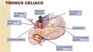 A. Gástrica
izquierdaA. Hepática
propia
A. Hepática
común
A. Gastroduodenal
A. esplenica
TRONCO
CELIACO
TRONCO CELIACO
A. Gastroepiploica
derecha
A. Gastroepiploica
izquierda
 
