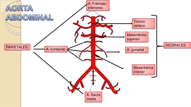 RAMAS AORTA ABDOMINAL