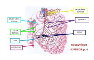 MESENTÉRICA
SUPERIOR
YEYUNALES
ILEALES
APENDICULAR
CECAL
CÓLICA
DERECHA
CÓLICA MEDIA
DERECHA
 