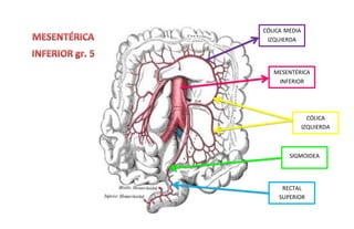 MESENTÉRICA
INFERIOR
CÓLICA MEDIA
IZQUIERDA
CÓLICA
IZQUIERDA
SIGMOIDEA
RECTAL
SUPERIOR
 