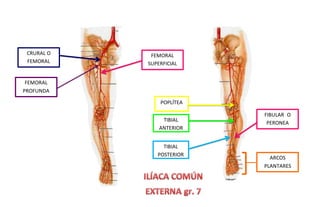 CRURAL O
FEMORAL
FEMORAL
SUPERFICIAL
FEMORAL
PROFUNDA
POPLÍTEA
TIBIAL
ANTERIOR
TIBIAL
POSTERIOR
FIBULAR O
PERONEA
ARCOS
PLANTARES
 