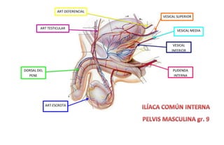 ART TESTICULAR
DORSAL DEL
PENE
ART ESCROTA
PUDENDA
INTERNA
VESICAL
INFERIOR
VESICAL MEDIA
VESICAL SUPERIOR
ART DEFERENCIAL
 