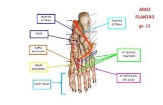 PLANTAR
EXTERNA
PLANTAR
INTERNA
INTERÓSEAS
PLANTARES
COLATERALES
INTERÓSEA DEL
5TO DEDO
RAMA
PROFUNDA
RAMA
SUPERFICIAL
PEDIA
 