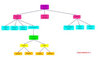 TRONCO
CELÍACO
Hepática
Común
Gástrica
Izquierda
Esplénica
Hepática
Propia
Gástrica
Derecha
GastroduodenalEsplénica
Derecha
Gastroepiplóica
Derecha
Frénica
Inferior
Gástricas
Cortas
Pancreáticas
duodenales
Superior Inferior
Anterior Posterior Anterior Posterior
VÉASE GRÁFICO N° 3
 