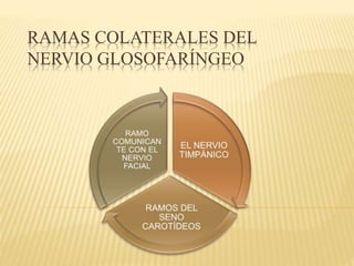 RAMAS COLATERALES DEL 
NERVIO GLOSOFARÍNGEO 
 