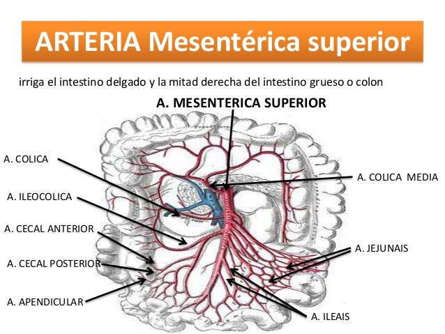 Ramas de la aorta
