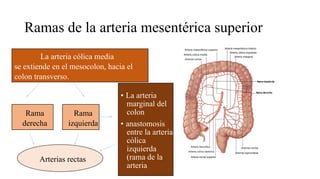Ramas de la aorta abdominal anatomía basada en libros | PDF