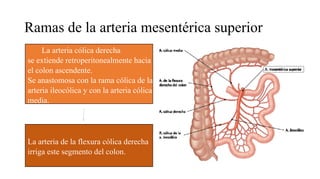 Ramas de la aorta abdominal anatomía basada en libros | PDF