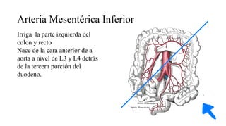 Ramas de la aorta abdominal anatomía basada en libros | PDF