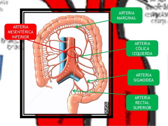 Ramas de la arteria aorta