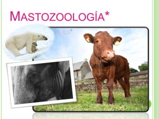 Mastozoología*