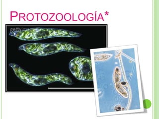 Protozoología*