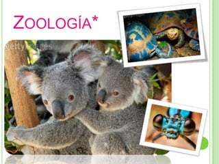 Zoología*