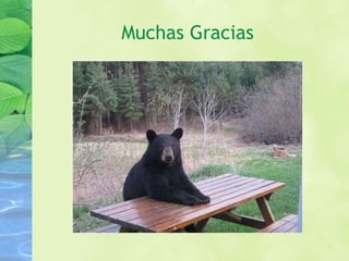 Muchas Gracias 