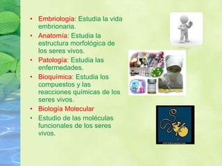 Embriología : Estudia la vida embrionaria.  Anatomía : Estudia la estructura morfológica de los seres vivos. Patología : Estudia las enfermedades. Bioquímica : Estudia los compuestos y las reacciones químicas de los seres vivos. Biología Molecular Estudio de las moléculas funcionales de los seres vivos. 