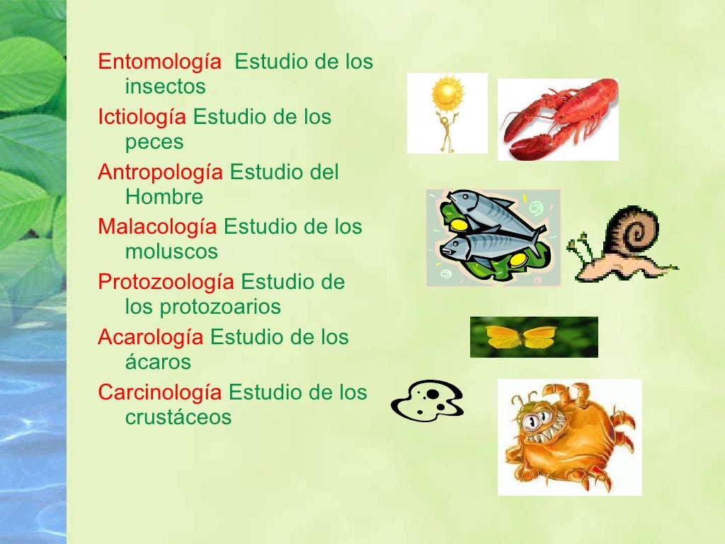 Ramas de la_biologia