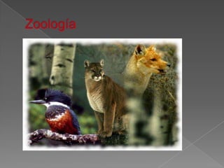 Zoología