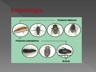 Entomología