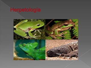 Herpetología