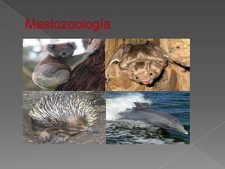 Mastozoología