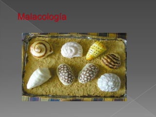 Malacología