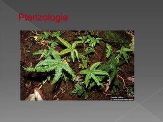 Pterizologia