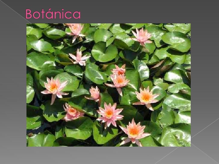 Ramas de la biologia Ramas de la biologia