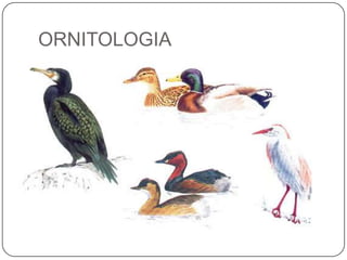 ORNITOLOGIA