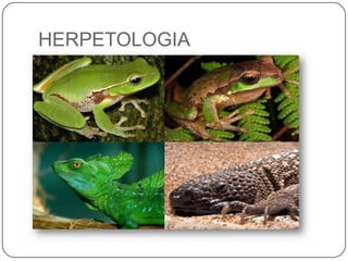 HERPETOLOGIA